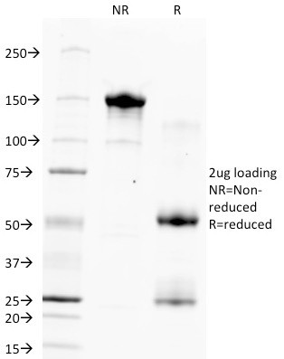 Hepatocyte Specific Antigen (Hepatocellular Marker) Antibody in SDS-PAGE (SDS-PAGE)