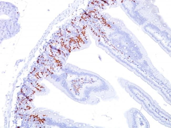 Bromodeoxyuridine (BrdU) (Proliferation Marker) Antibody in Immunohistochemistry (Paraffin) (IHC (P))