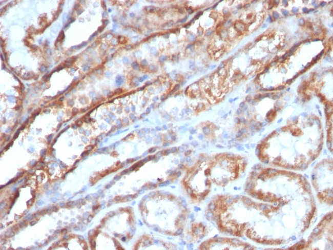 Mitochondrial Marker Antibody in Immunohistochemistry (Paraffin) (IHC (P))