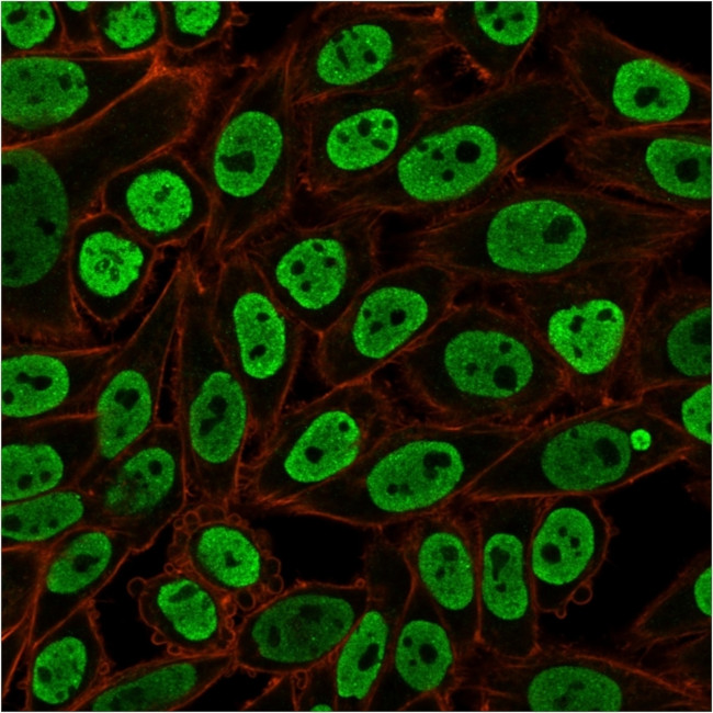 Nuclear Antigen Antibody in Immunocytochemistry (ICC/IF)