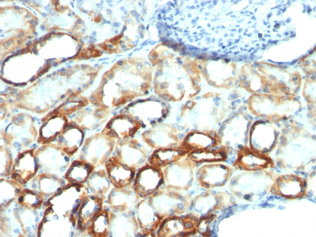 Mitochondrial Marker Antibody in Immunohistochemistry (Paraffin) (IHC (P))