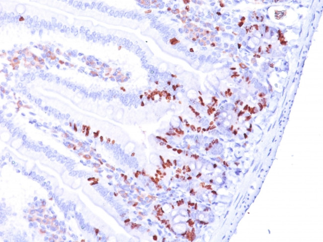 Bromodeoxyuridine (BrdU) (Proliferation Marker) Antibody in Immunohistochemistry (Paraffin) (IHC (P))