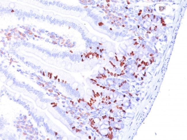 Bromodeoxyuridine (BrdU) (Proliferation Marker) Antibody in Immunohistochemistry (Paraffin) (IHC (P))
