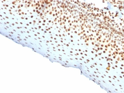 Nuclear Antigen (Pan-NuclearMarker) Antibody in Immunohistochemistry (Paraffin) (IHC (P))