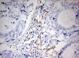 MSR1 Antibody in Immunohistochemistry (Paraffin) (IHC (P))