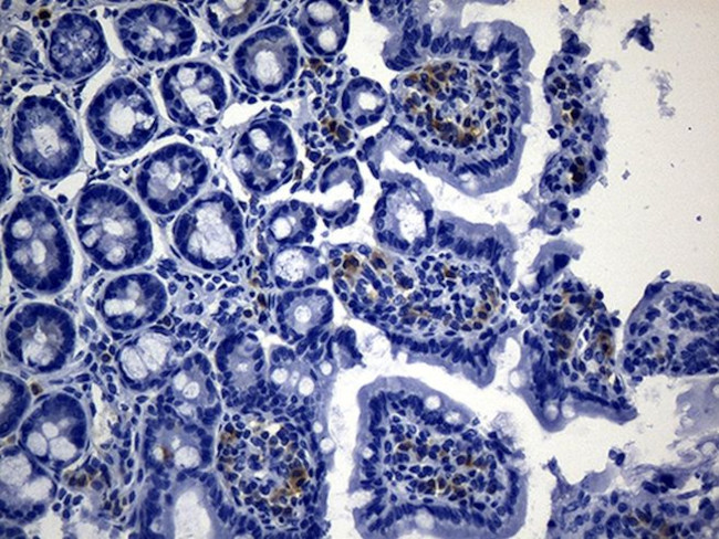 MSR1 Antibody in Immunohistochemistry (Paraffin) (IHC (P))