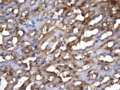 MSRB3 Antibody in Immunohistochemistry (Paraffin) (IHC (P))