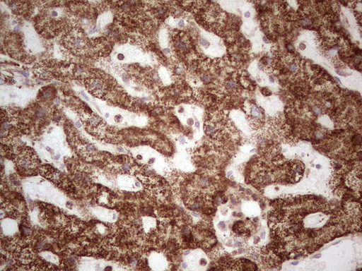MTDH Antibody in Immunohistochemistry (Paraffin) (IHC (P))