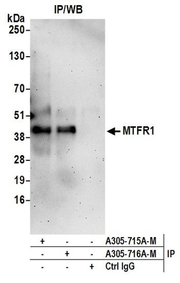 MTFR1 Antibody in Immunoprecipitation (IP)