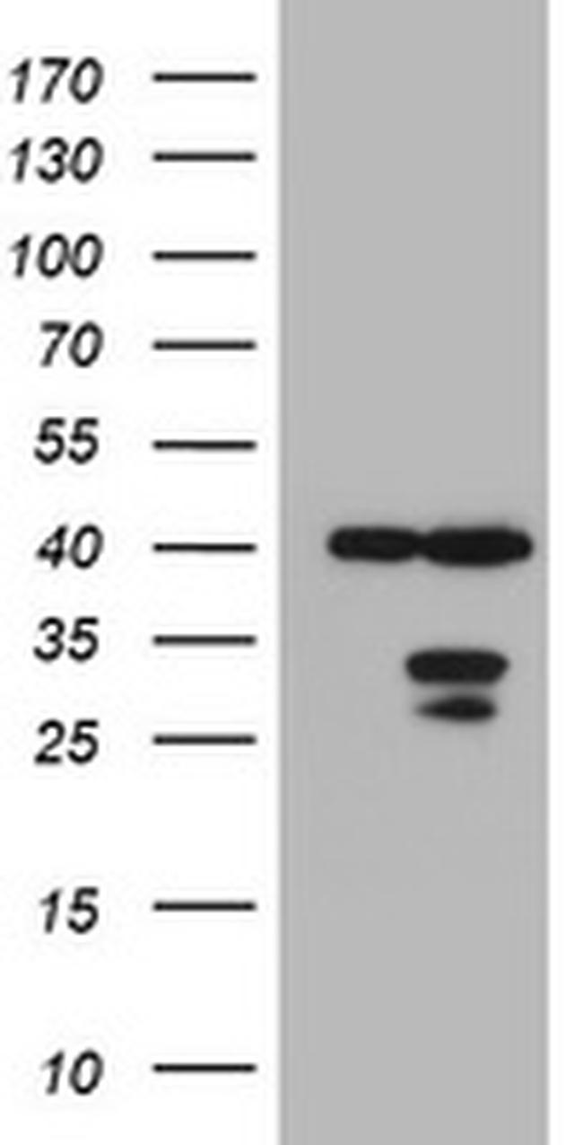 MTIF3 Antibody in Western Blot (WB)