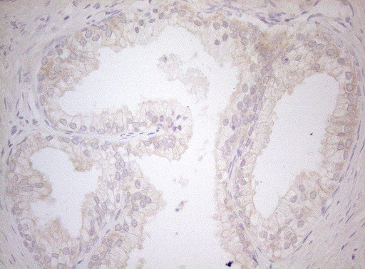 MXD4 Antibody in Immunohistochemistry (Paraffin) (IHC (P))