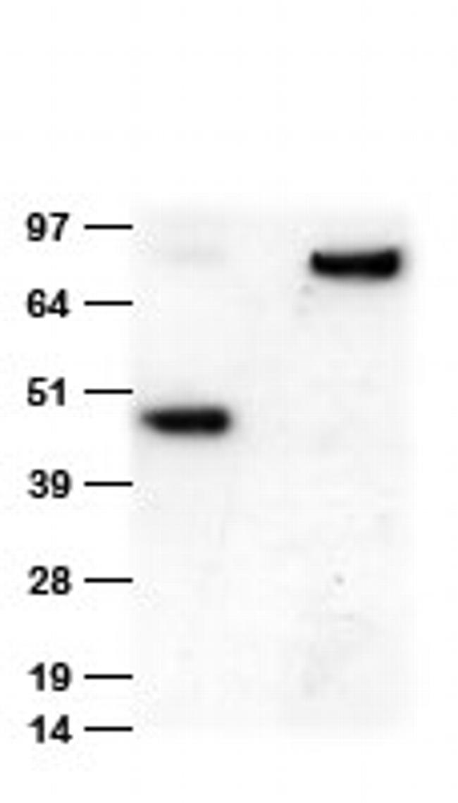 MYC tag Antibody in Western Blot (WB)