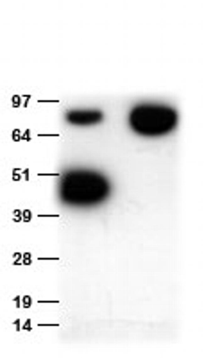 MYC tag Antibody in Western Blot (WB)