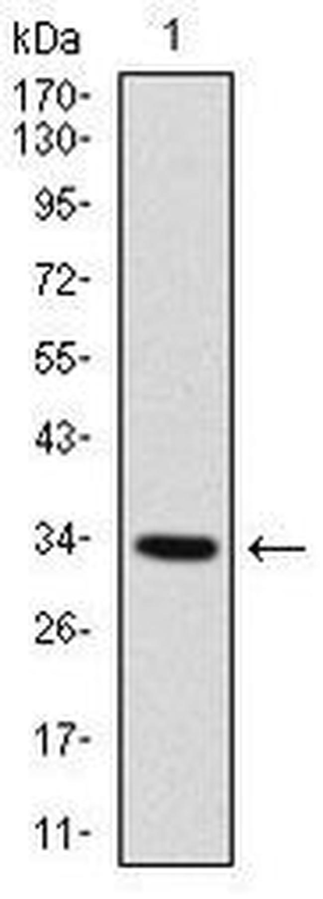 MYF6 Antibody in Western Blot (WB)