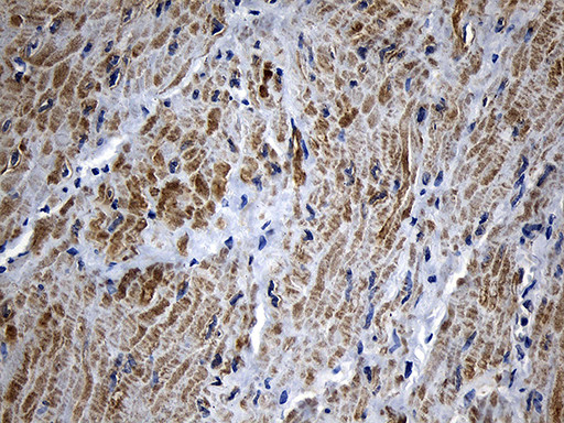 MYL1 Antibody in Immunohistochemistry (Paraffin) (IHC (P))