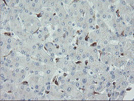 MYL7 Antibody in Immunohistochemistry (Paraffin) (IHC (P))