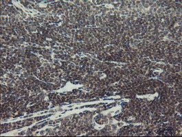 MYNN Antibody in Immunohistochemistry (Paraffin) (IHC (P))