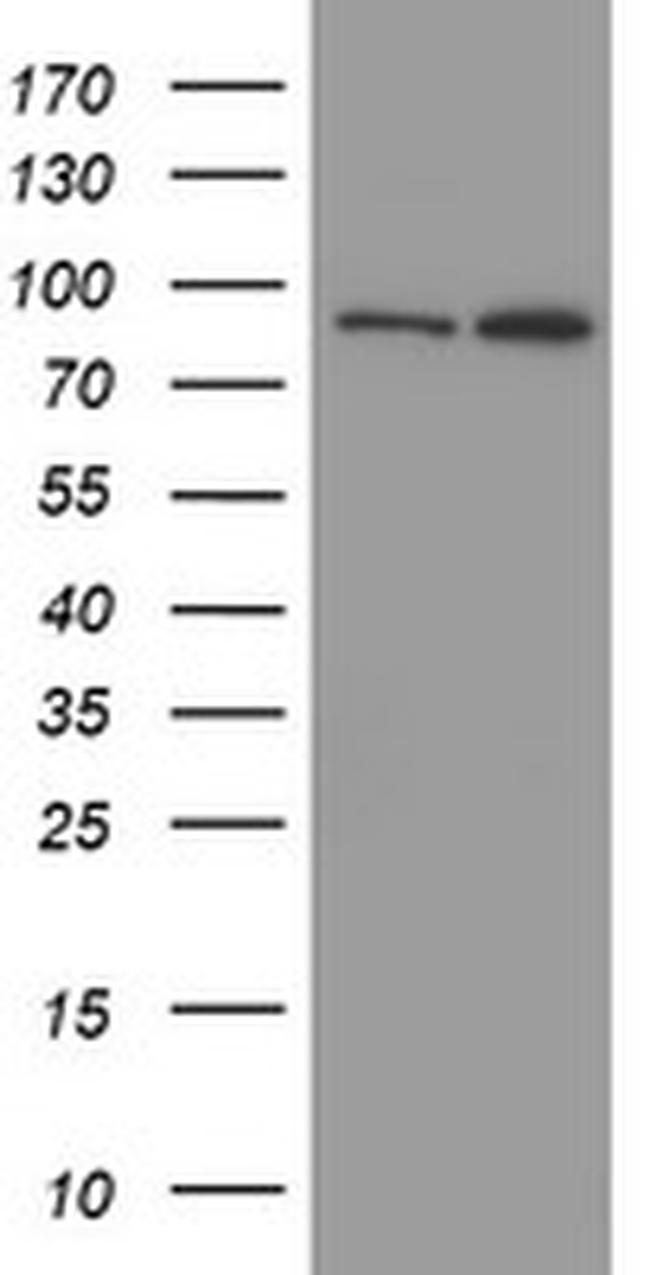 MYNN Antibody in Western Blot (WB)