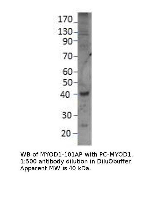 MyoD1 Antibody in Western Blot (WB)