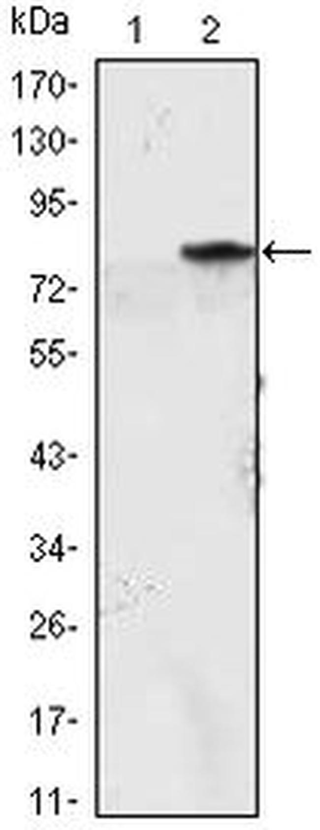 MYOD Antibody in Western Blot (WB)