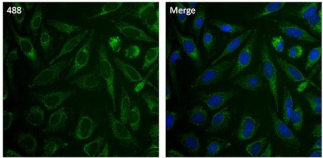 Mitofilin Antibody in Immunocytochemistry (ICC/IF)