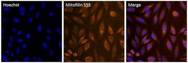 Mitofilin Antibody in Immunocytochemistry (ICC/IF)
