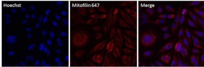Mitofilin Antibody in Immunocytochemistry (ICC/IF)