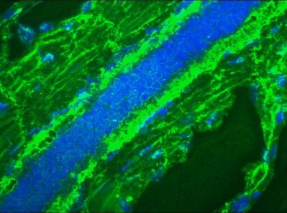 Mitotic Cells Antibody in Immunocytochemistry (ICC/IF)
