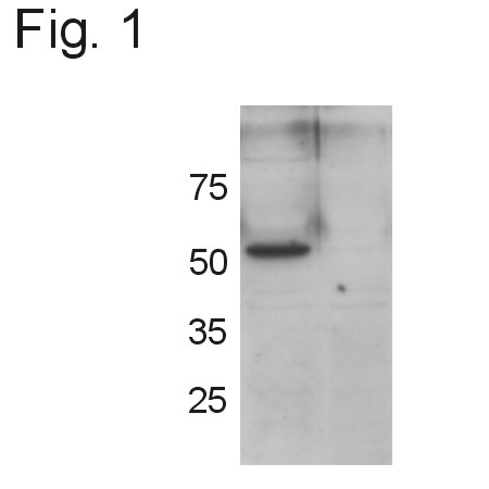 Mouse GRASP55 (aa 419-433) Peptide in Western blot control (WB Ctrl)