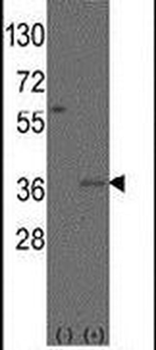 MSX2 Antibody in Western Blot (WB)