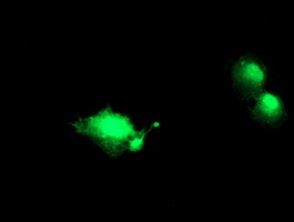 NANP Antibody in Immunocytochemistry (ICC/IF)