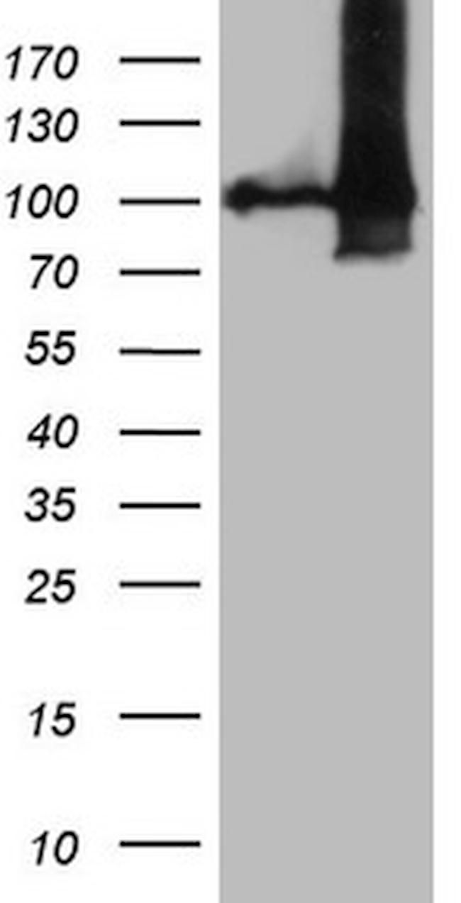 NAP1L3 Antibody in Western Blot (WB)