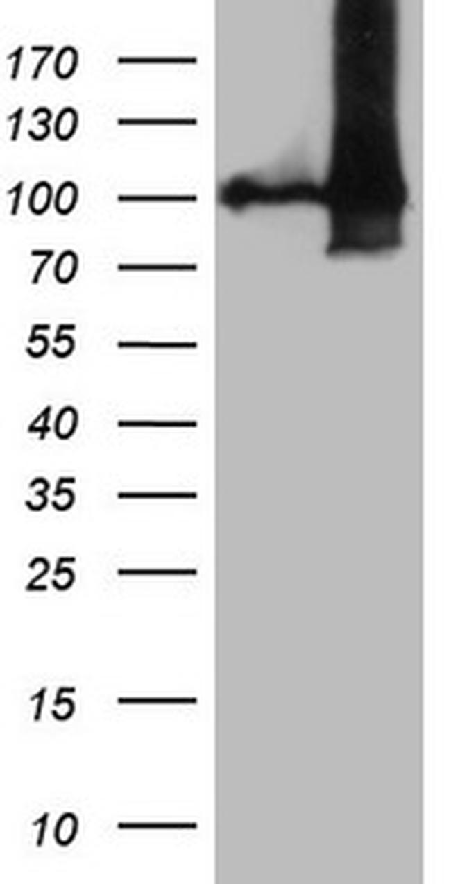 NAP1L3 Antibody in Western Blot (WB)