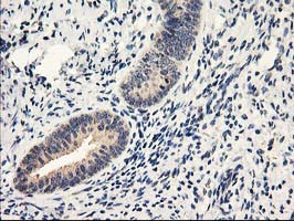 NAPEPLD Antibody in Immunohistochemistry (Paraffin) (IHC (P))