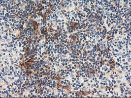 NAPEPLD Antibody in Immunohistochemistry (Paraffin) (IHC (P))