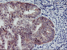 NAPEPLD Antibody in Immunohistochemistry (Paraffin) (IHC (P))