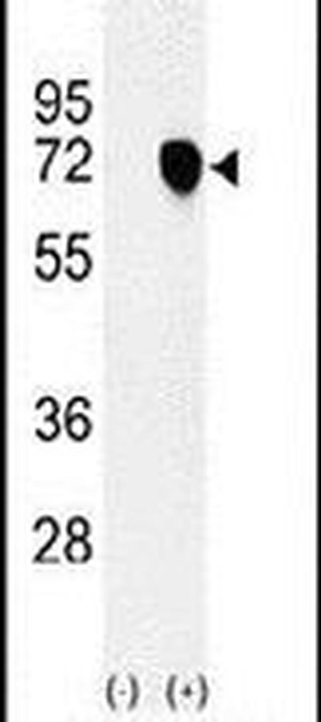 NASP Antibody in Western Blot (WB)