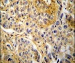 p47phox Antibody in Immunohistochemistry (IHC)