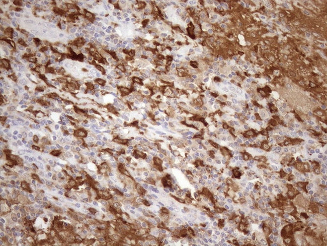NCF4 Antibody in Immunohistochemistry (Paraffin) (IHC (P))