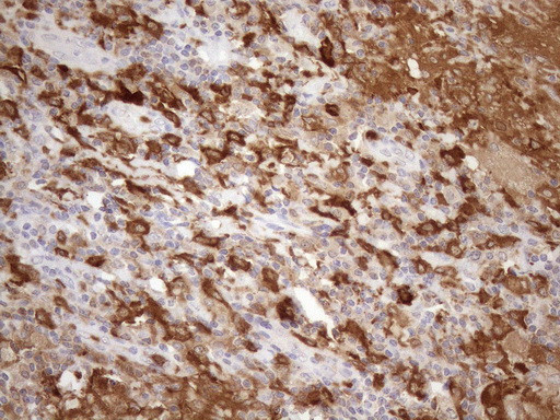 NCF4 Antibody in Immunohistochemistry (Paraffin) (IHC (P))