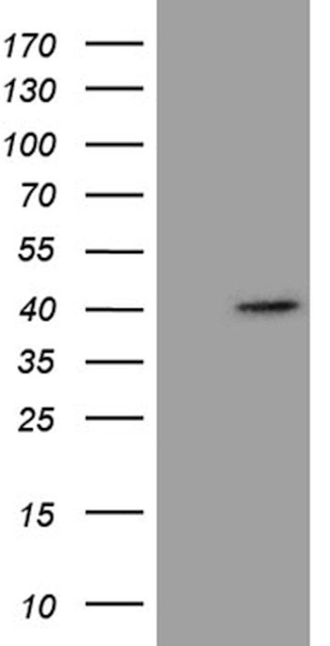 NCF4 Antibody in Western Blot (WB)