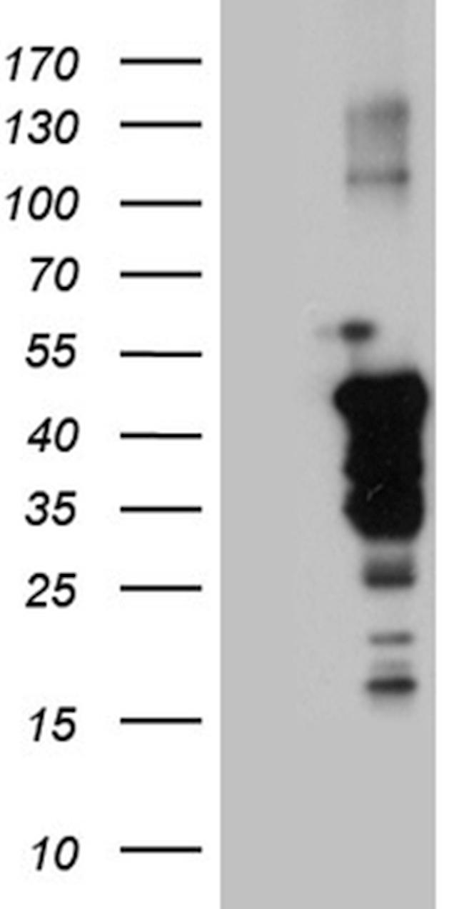 NCK2 Antibody in Western Blot (WB)