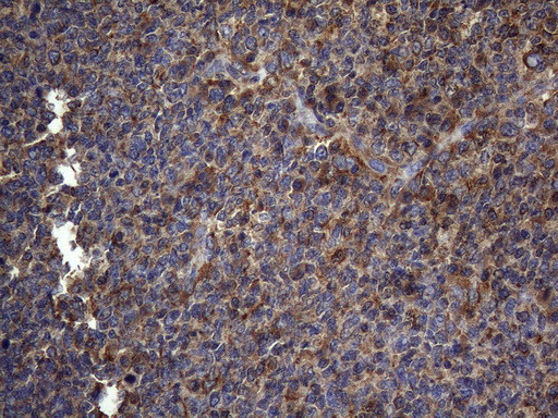 NCR2 Antibody in Immunohistochemistry (Paraffin) (IHC (P))