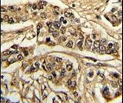 NCS1 Antibody in Immunohistochemistry (IHC)