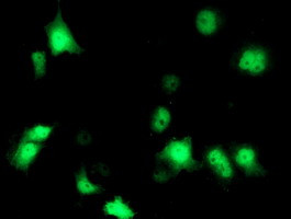NDEL1 Antibody in Immunocytochemistry (ICC/IF)