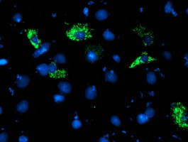 NDUFA5 Antibody in Immunocytochemistry (ICC/IF)