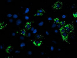 NDUFA7 Antibody in Immunocytochemistry (ICC/IF)