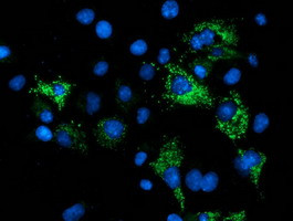 NDUFA7 Antibody in Immunocytochemistry (ICC/IF)