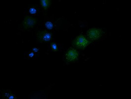 NDUFB10 Antibody in Immunocytochemistry (ICC/IF)