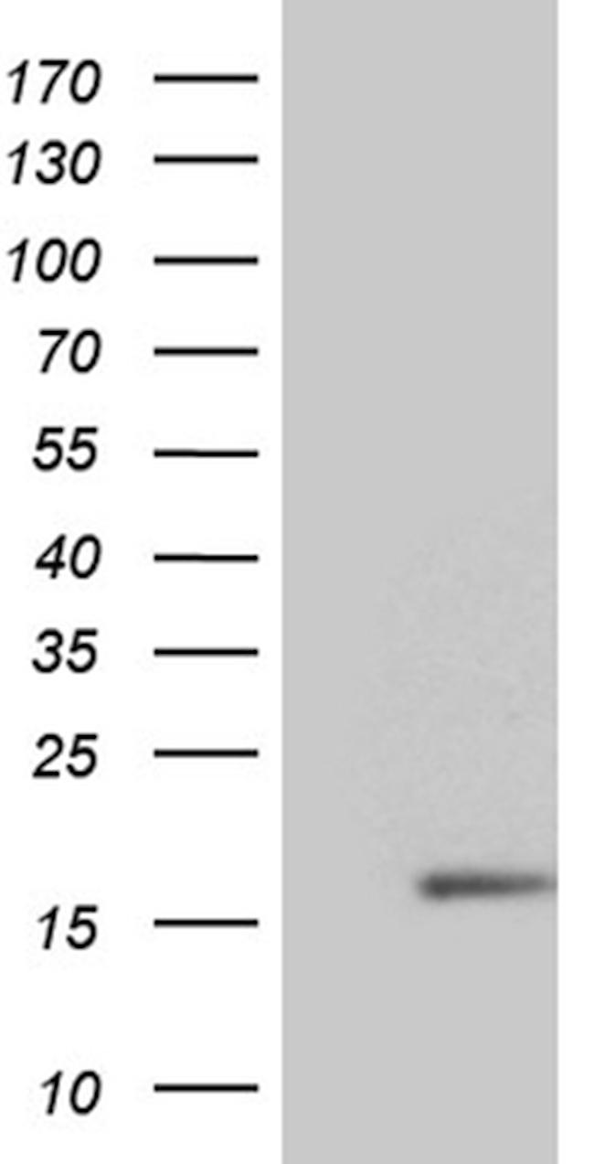NDUFB3 Antibody in Western Blot (WB)